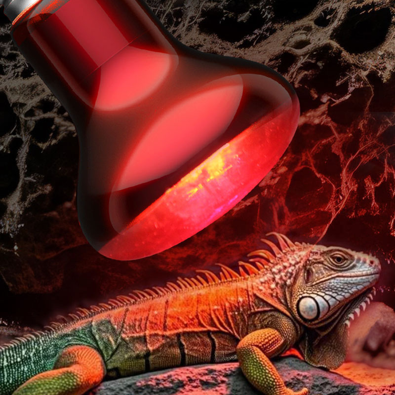 Reptile Heat Lamp 100V/220V In - Gecko Lighting & Decor recensie en prijs