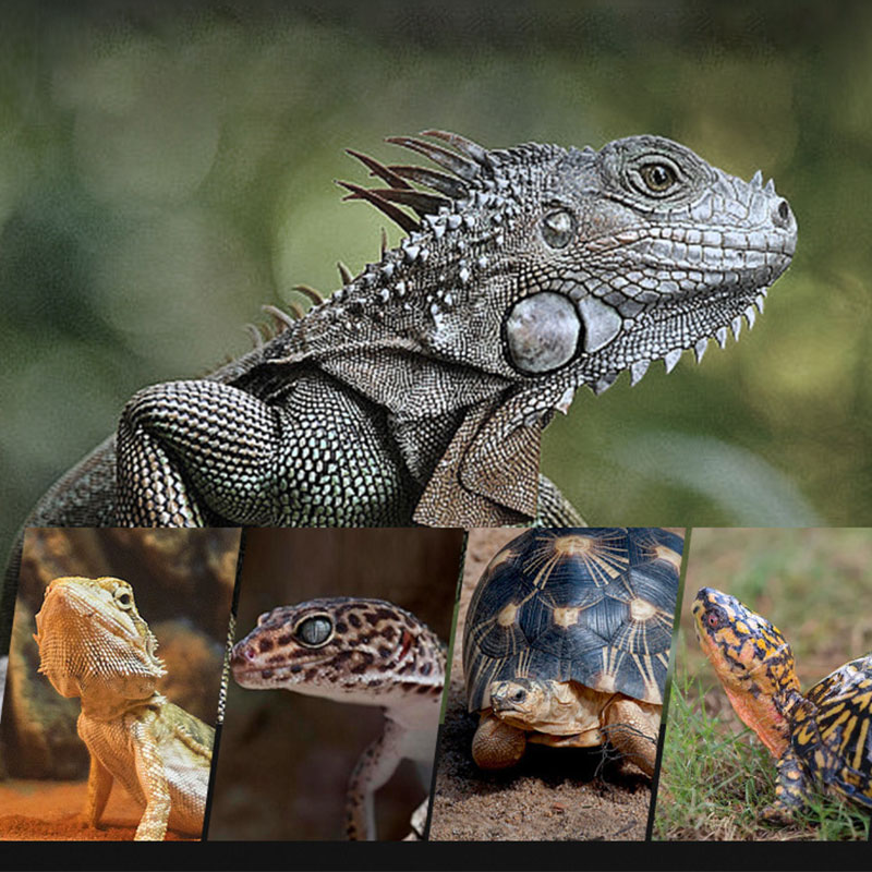 Reptile Heat Lamp 100V/220V In - Gecko Lighting & Decor recensie en prijs